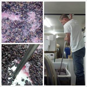 Silvertip_fermenting-and-punchdowns